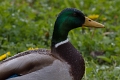 Canard colvert Male